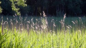 "ИВУШКА ЗЕЛЁНАЯ"... (Фото Ольги Малеевой (Москва) - Поёт Людмила Зыкина)