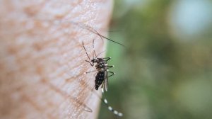 Сколько комаров нужно, чтобы выпить всю кровь человека? Могут ли комары выпить всю кровь?