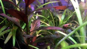 Креветочник Подмена воды