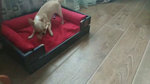 Чихуахуа съест хозяина за косточку))) Злая собака!