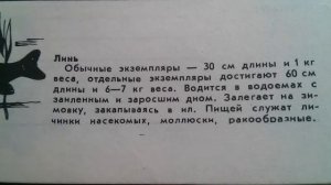 Линь - Рыба и ее места обитания