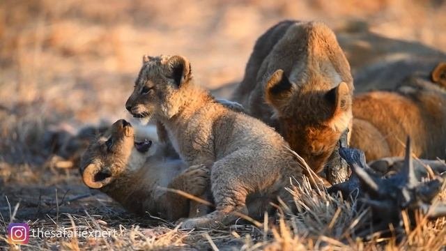 Big Cats Of The World Part I - LIONS (Panthera Leo)