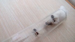 Formica rufa. Как я поймал маток и подселил к ним рабочих.