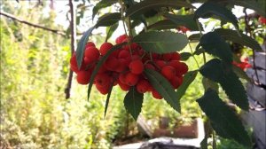 Классификация предприятий общественного питания. (Билет 4).