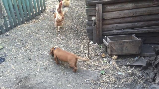 Курица атакует щенка Курица клюет щенка таксы Прикольное видео смотреть онлайн