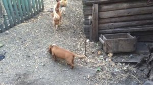 Курица атакует щенка Курица клюет щенка таксы Прикольное видео