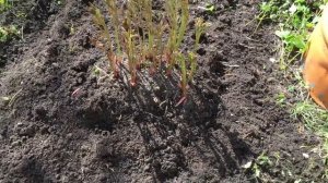 КАК ВЫРАСТИТЬ ШИКАРНЫЕ ПИОНЫ. ДЕЛЮСЬ СЕКРЕТОМ. ПОДКОРМКА ЧЕРНЫМ ХЛЕБОМ / СДЕЛАЙТЕ ТАК ДЛЯ ПИОНОВ