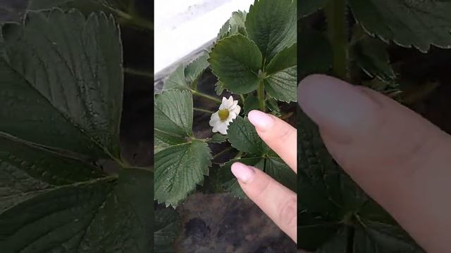 Теплица для клубники на десяти сотках. Сорта Априка, Прими, Брилла.