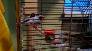 зебровые, японские амадины