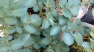 Выращивание картофеля рассадным способом / Как получить урожай картофеля на месяц раньше