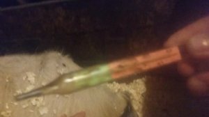 Серозный  мастит у козы.