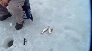 Зимняя -Весеняя рыбалка в апреле со льда на плотву- Сурское водохранилище старая Яксарка