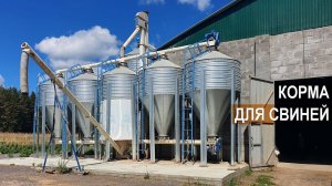 Как приготовить корм для свиней. Фермерское хозяйство Павла Дергачёва