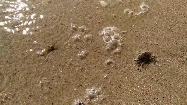 Краб на пляже. Коблево. смотреть онлайн