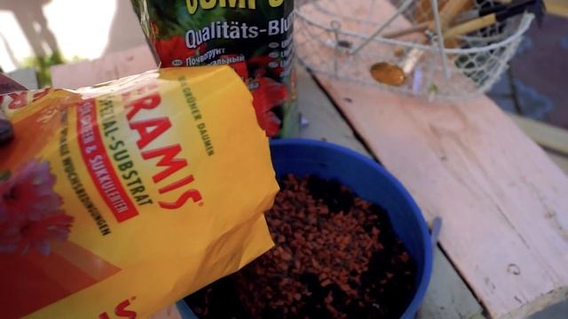 Садик из суккулентов. NEW! Флорариум своими руками. DIY! смотреть онлайн