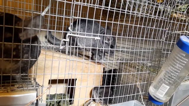 как выглядят только родившиеся шиншиллы и спустя 2 дня. когда купать рожениц? смотреть онлайн