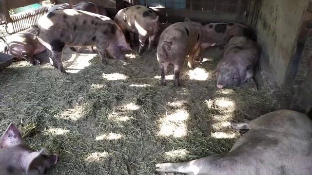 Звонила Женщина? Откуда Берутся Нутряки, У Кабана одно ЯИЧКО. Как Найти Второе?!