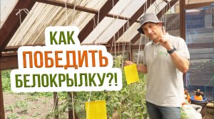 Рабочие методы борьбы с белокрылкой. Как эффективно бороться с белокрылкой