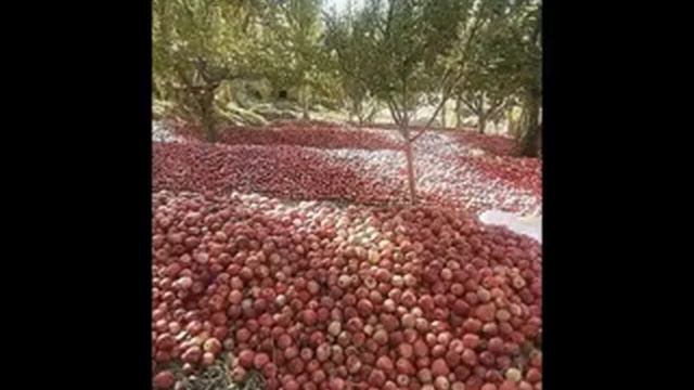 Какие фрукты растет в Таджикистан смотрети смотреть онлайн