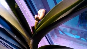 Вредители орхидей.