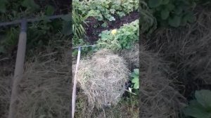 Видео о том, как нужно мульчировать грядки клубники скошенной травой.