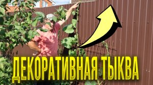 С соседями надо дружить, декоративная тыква