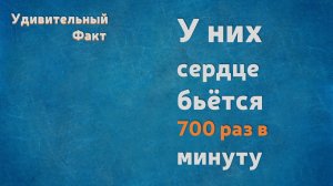 У них сердце бьётся 700 раз в минуту! Удивительный Факт.