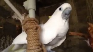 Самка какаду приглашает к спариванию своего хозяина