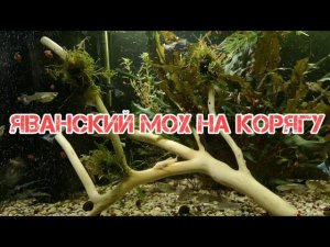 ПРИМОТАЛ ЯВАНСКИЙ МОХ К КОРЯЖКЕ