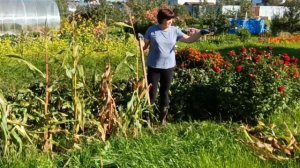 .Псковская жизнь .Сила есть ума не надо.