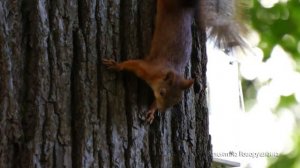 ❤ О белочках, с любовью ❤ About the squirrels, with love❤