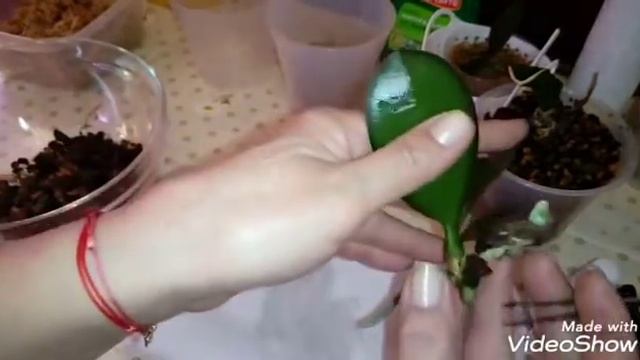 Экстренное Отделение и Посадка Детки Орхидеи | Phal. Leco Fantastic смотреть онлайн