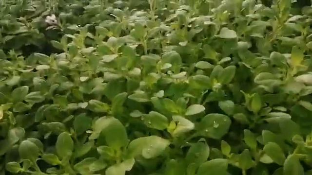 Пришла поставка укоренённых черенков от компании Данзингер смотреть онлайн