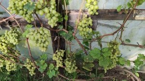 Виноград ПРОДЮСЕР