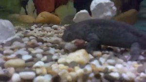 Кормление тритона