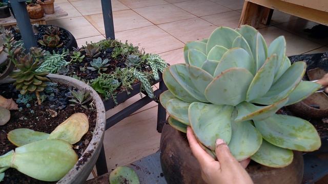 REPLANTE ECHEVERIA HAKUHOU X ARRANJO DA CADEIRA. смотреть онлайн