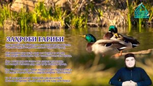 Кори Амирхамза Нашид 2022 Заҳроби Ғариби Qori Amirhamza Nashid 2022 Zahrobi Gharibi