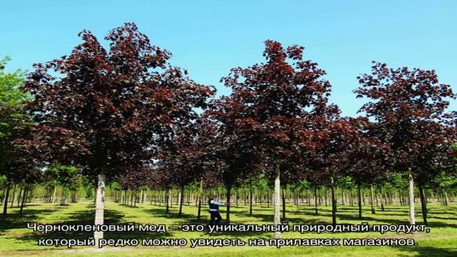 Что нужно знать о полезных свойствах и противопоказаниях чернокленового меда смотреть онлайн