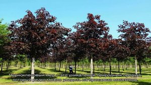 Что нужно знать о полезных свойствах и противопоказаниях чернокленового меда