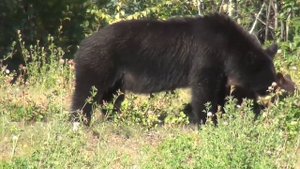 УДИВИТЕЛЬНЫЕ ЗВУКИ АФРИКАНСКОГО МЕДВЕДЯ! ...Африка!...