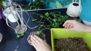 Церопегия сандерсона - экзотическая лиана, суккулент, цветок-парашют. Пересадка и результат.?
