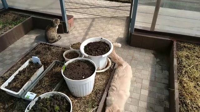 Приходит тепло...и дел становится больше. смотреть онлайн