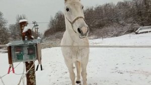 Элекропастух для лошадей. генератор, лента для ЗИМЫ