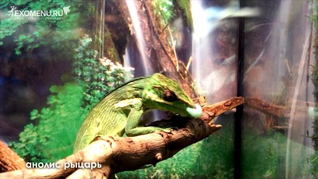 ГУСЕНИЦЫ ТАБАЧНОГО БРАЖНИКА - ВКУСНО И ПОЛЕЗНО! смотреть онлайн