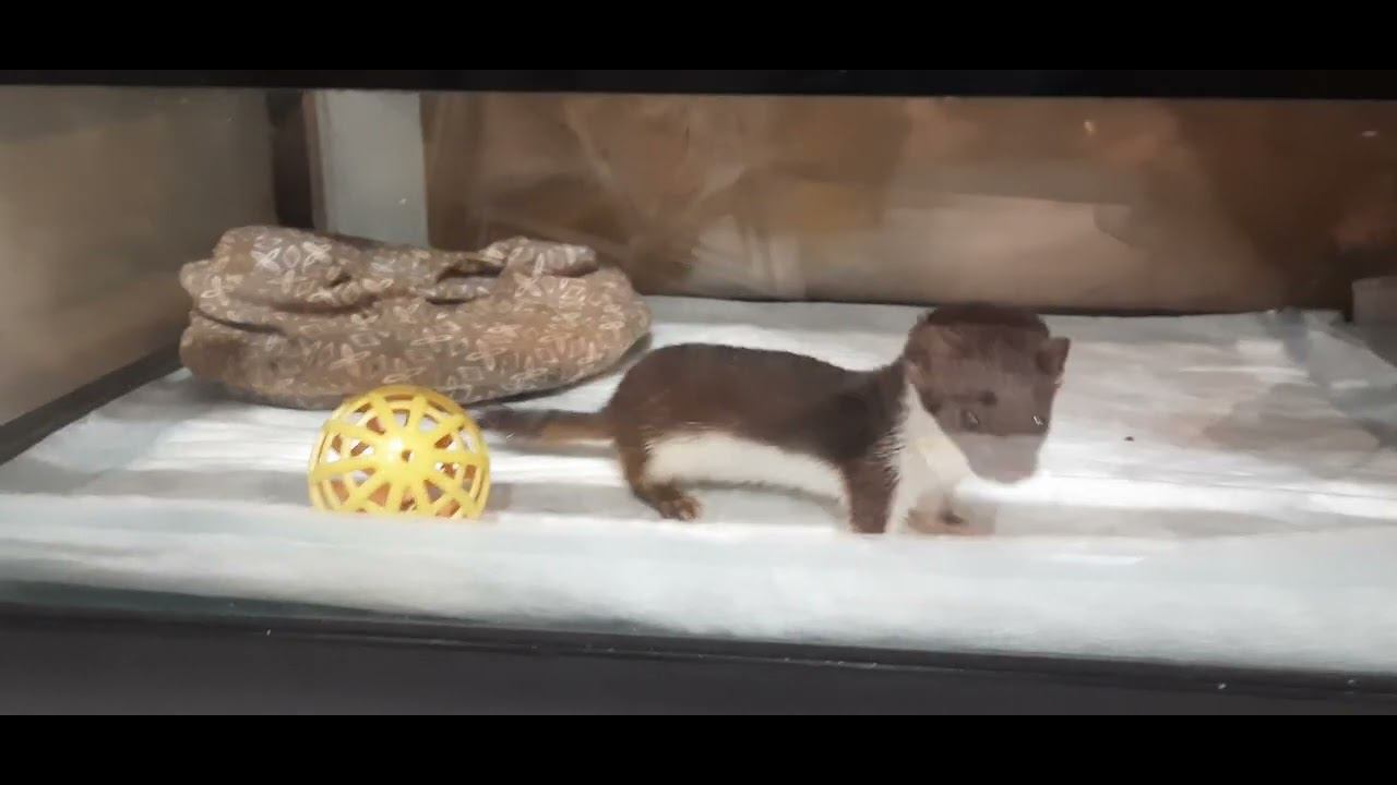 Ласка играет в мячик  (веселый шустрый зверь)