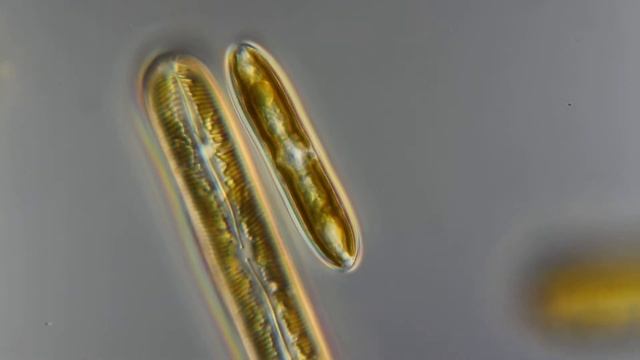 Диатомеи из сфагнового болота смотреть онлайн