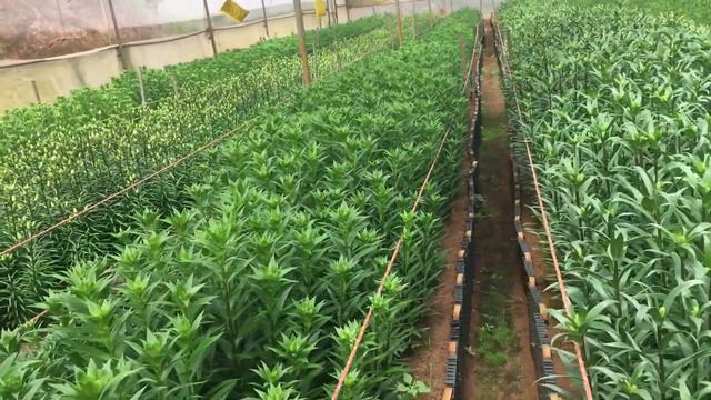 Lily cultivation in Greenhouses: Nilgiris, TN South India смотреть онлайн