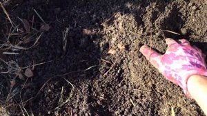 Ель канадская (сизая) Коника (Picea glauca Conica)/Осенняя посадка