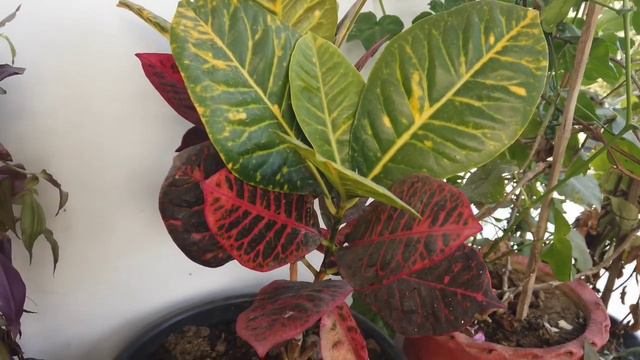 Top 25 Common Houseplants जो हमेशा आपके गार्डन को चमकाते रहेंगे | Easy Growing Permanent Plants 202