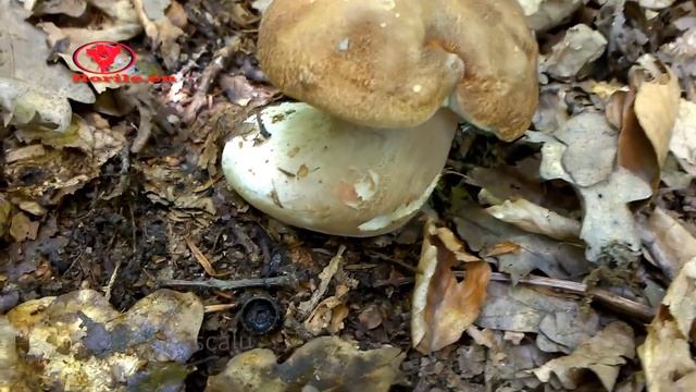 Porcini, penny bun, cep (4) - 2020 смотреть онлайн